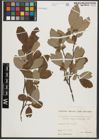 Foto von Salix appendiculata Vill.
